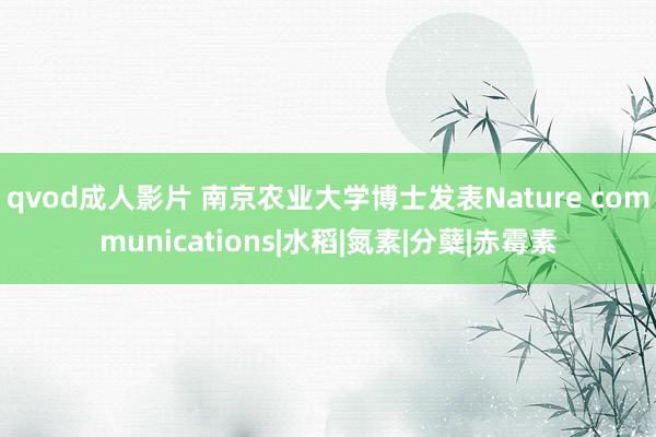 qvod成人影片 南京农业大学博士发表Nature communications|水稻|氮素|分蘖|赤霉素